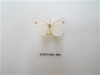 藏品(纖粉蝶)的圖片